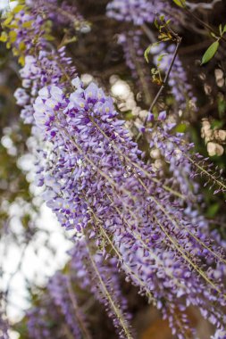 Bahar kavramı. Güzel wisteria çiçeklenme. Alan sığ derinliği ile vurdu.