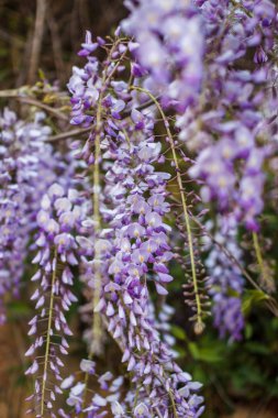 Bahar kavramı. Güzel wisteria çiçeklenme. Alan sığ derinliği ile vurdu.