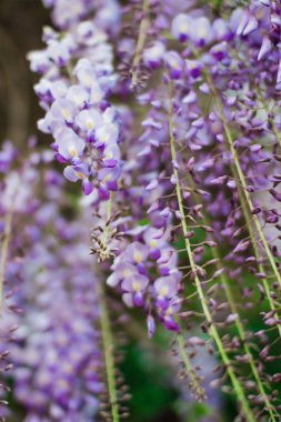 Bahar kavramı. Güzel wisteria çiçeklenme. Alan sığ derinliği ile vurdu.