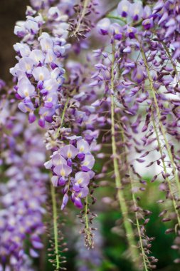 Bahar kavramı. Güzel wisteria çiçeklenme. Alan sığ derinliği ile vurdu.