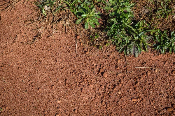 Red soil texture with plants