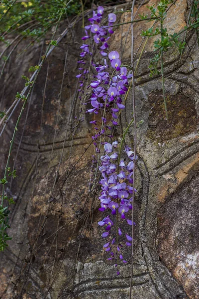 Wisteria Sinensis Цветет Весной Каменной Стене — стоковое фото