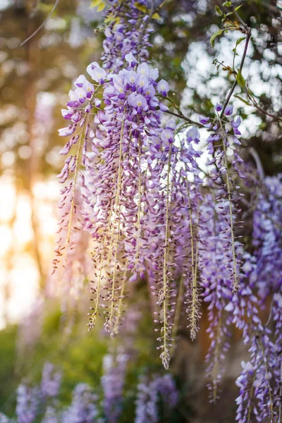 Spring flowers background. Beautiful wisteria flowers are blooming in spring on the sunset in the garden.