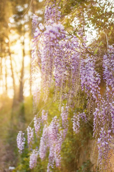 Spring flowers background. Beautiful wisteria flowers are blooming in spring on the sunset in the garden.