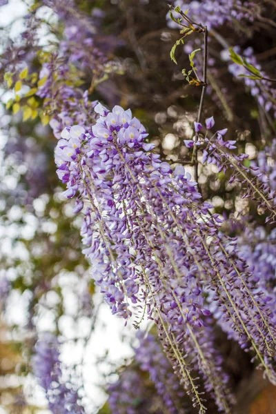 Spring Flowers Background Beautiful Wisteria Flowers Blooming Spring Sunset Garden — Stock Photo, Image