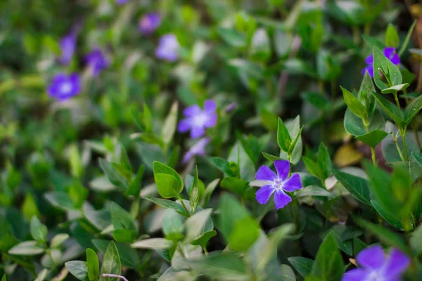 Tapete Flores Azul Periwinkle Periwinkle — Fotografia de Stock