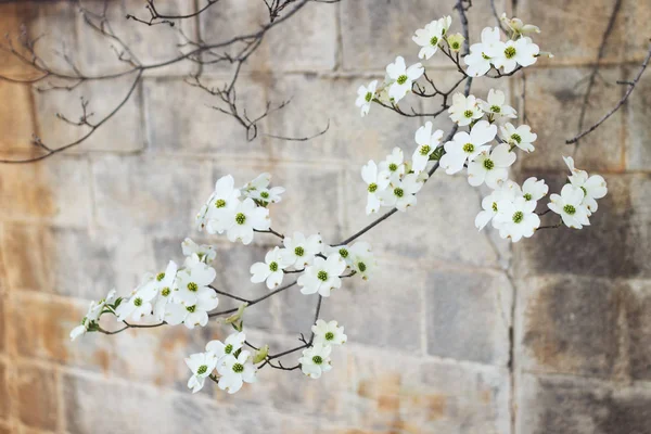 Witte Dogwood Boom Volle Bloei Tegen Achtergrond Van Een Betonnen — Stockfoto