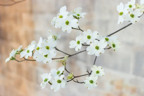 Beyaz Dogwood ağacı beton bir duvarın arka planında çiçek açıyor. Hanamizuki, Cornus Florida, Çiçekli Dogwood