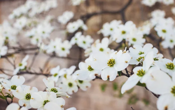 Weißer Hartriegel Voller Blüte Vor Dem Hintergrund Einer Betonwand Hanamizuki — Stockfoto