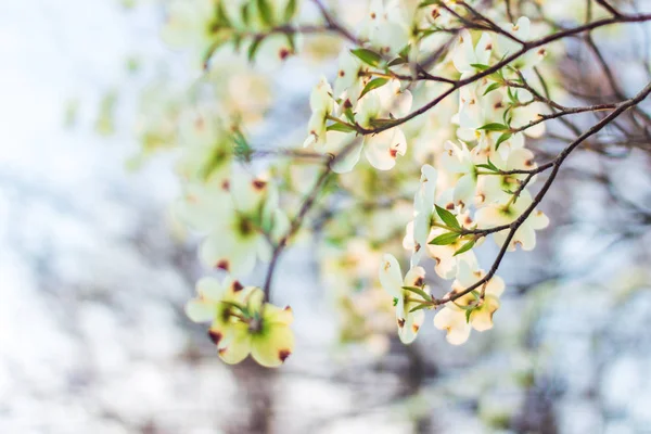 Weißer Hartriegel Oder Cornus Florida Voller Blüte Vor Blauem Himmel — Stockfoto