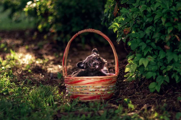 Küçük bir chihuahua köpeği çalıların altındaki yeşil çimlerin üzerinde hasır bir sepette oturuyor. Mor Chihuahua köpek yavrusu yaz çayırında oynuyor.