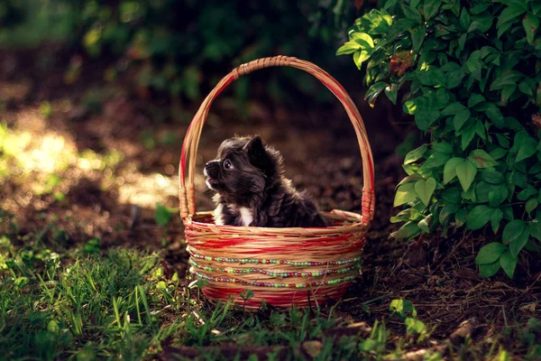 小さなChihuahua子犬の茂みの下の緑の草の上にウィッカーバスケットに座っている 紫Chihuahua子犬は夏の牧草地で遊ぶ — ストック写真