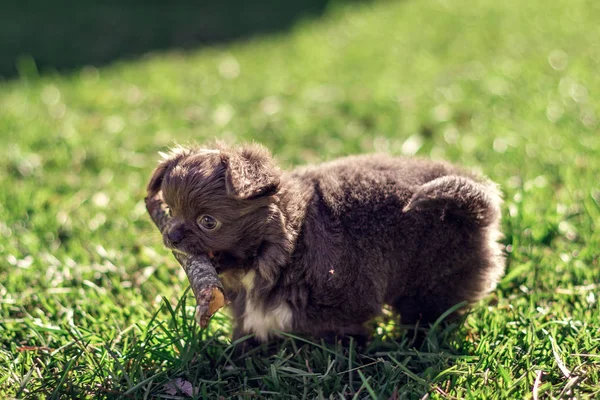 胸に白い斑点のある小さな濃い灰色のChihuahua犬は歯に棒を持っています 紫Chihuahua子犬は晴れた夏の日に緑の芝生の上で遊ぶ — ストック写真