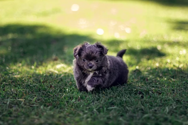 Lite Mörkgrå Med Vit Fläck Bröstet Chihuahua Spelar Grön Äng — Stockfoto