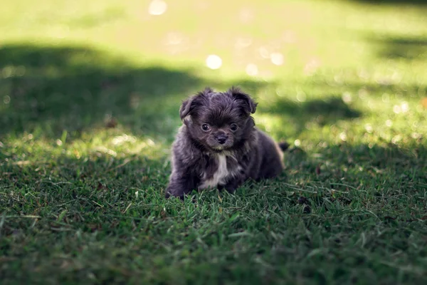 Ein Kleiner Dunkelgrauer Hund Mit Einem Weißen Fleck Auf Der — Stockfoto