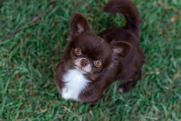 Koyu Kahverengi Bir Chihuahua Köpeği Yeşil Çimlerin Üzerinde Duruyor Bir — Stok fotoğraf