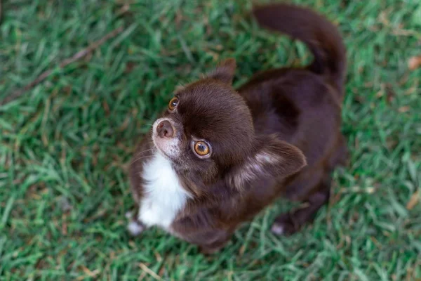 Ein Dunkelbrauner Chihuahua Hund Steht Auf Grünem Gras Nahaufnahme Porträt — Stockfoto