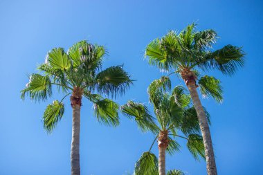 Mavi bulutsuz gökyüzüne karşı uzun yeşil palmiye ağaçları. Yaz tatili reklamı için arka plan. Yaz