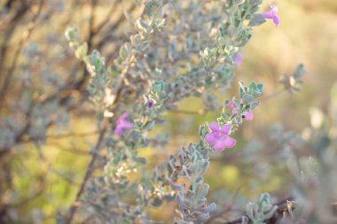 Güzel küçük mor bir çiçek. Yeşil ve sarı bokeh ile parlak yaz arkaplanı