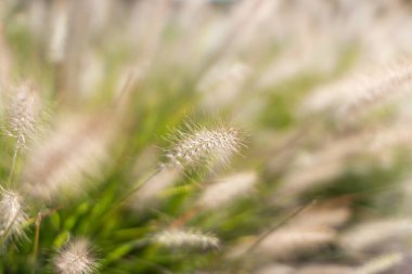 Çim tohumları. Yeşil çimenlerin arka planında tüylü sarı çim dikenleri. İçinde çim tohumu olan tüylü kapsüller. Güzel yeşil eko arkaplan