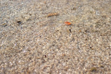 Kum ve suyun arka planı. Şeffaf suyun içinden, kum deposunun dibi ve küçük kabuklar parlıyor. Yaz kartları için arkaplan.