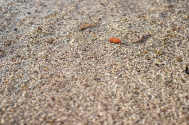 Kum ve suyun arka planı. Şeffaf suyun içinden, kum deposunun dibi ve küçük kabuklar parlıyor. Yaz kartları için arkaplan.