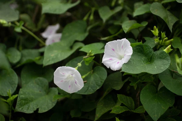 Plante Grimpante Fleurs Blanches Convlvulus Arvnsis — Photo