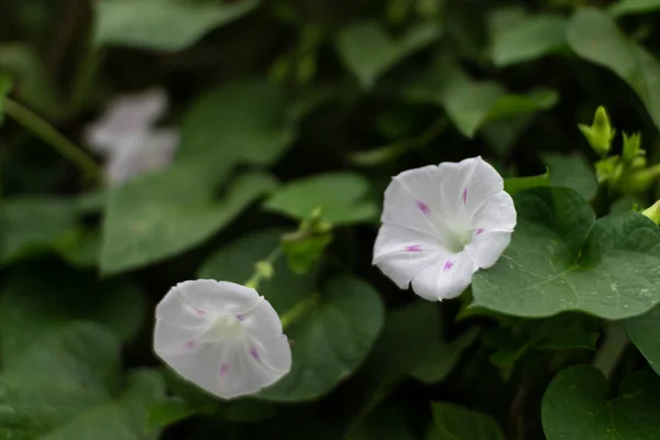 Planta Escalada Con Flores Blancas Convlvulus Arvnsis —  Fotos de Stock