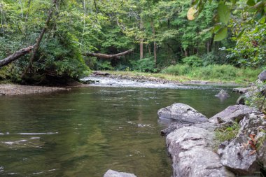 Güzel yaz manzarası. Taştan kıyıları olan dağ nehri yeşil ormanlar arasında akar.