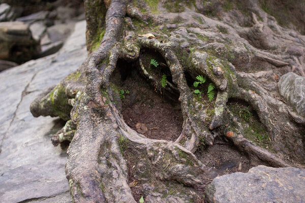Мощные корни деревьев с растениями, растущими в них