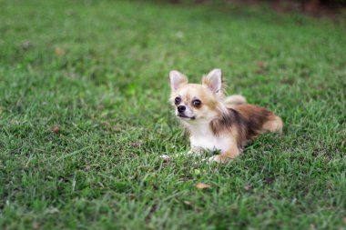 Küçük köpek yavrusu yeşil çimlere oturur ve etrafına bakar. Kahverengi Amerikan chihuahua 'sı parkta dinleniyor. Küçük köpek yaz günü yeşil çimlerde uzanıyor.