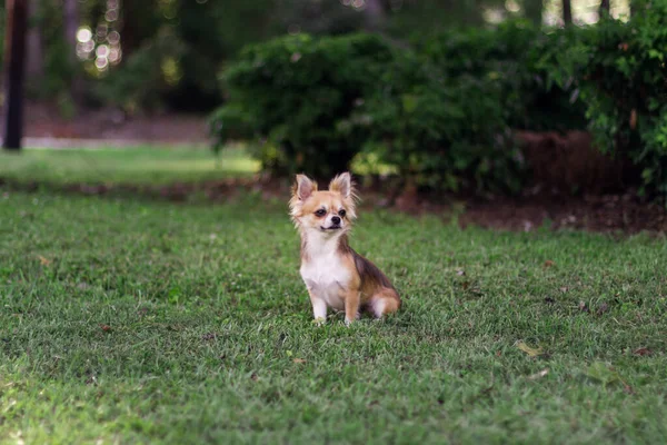 Schöne Kleine Rote Und Cremige Hund Sitzt Auf Grünem Gras — Stockfoto