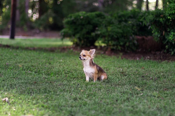 Schöne Kleine Rote Und Cremige Hund Sitzt Auf Grünem Gras — Stockfoto