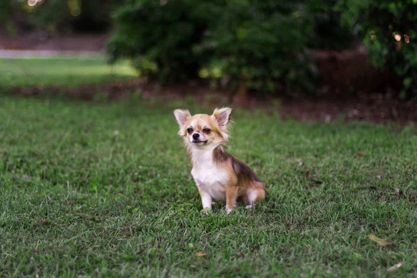 Bonito Pequeno Cão Vermelho Cremoso Está Sentado Grama Verde Olhando — Fotografia de Stock