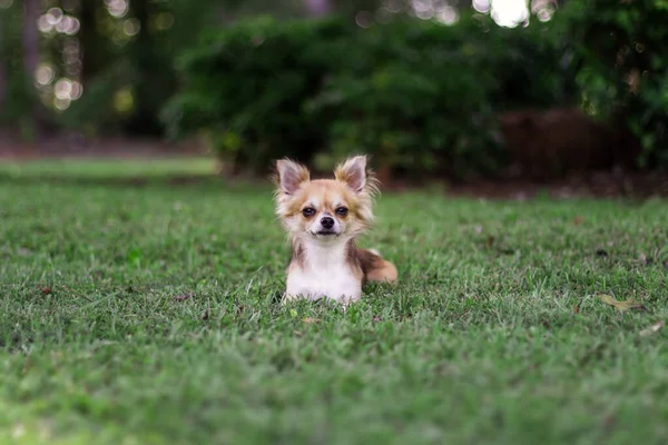 Kiskutya Zöld Füvön Körülnéz Barna Amerikai Chihuahua Parkban Pihen Kis — Stock Fotó