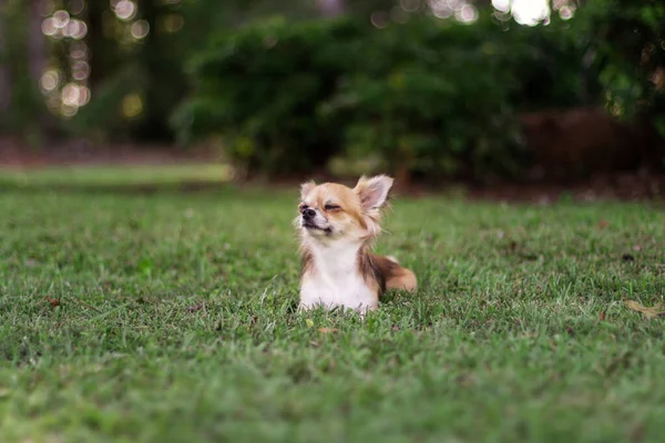 Little Puppy Sits Green Grass Looks Brown American Chihuahua Relaxing — Stock Photo, Image