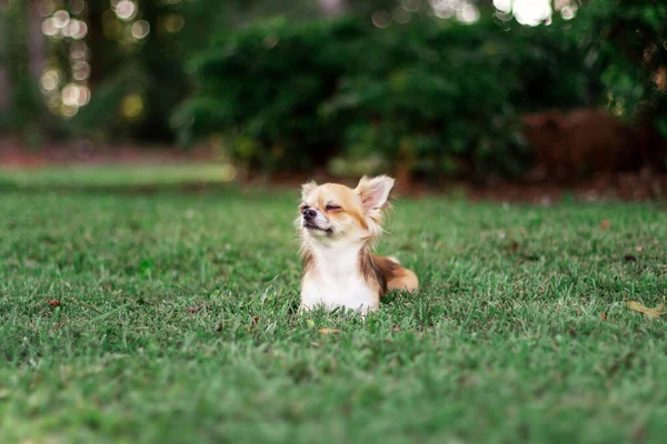 Kiskutya Zöld Füvön Körülnéz Barna Amerikai Chihuahua Parkban Pihen Kis — Stock Fotó