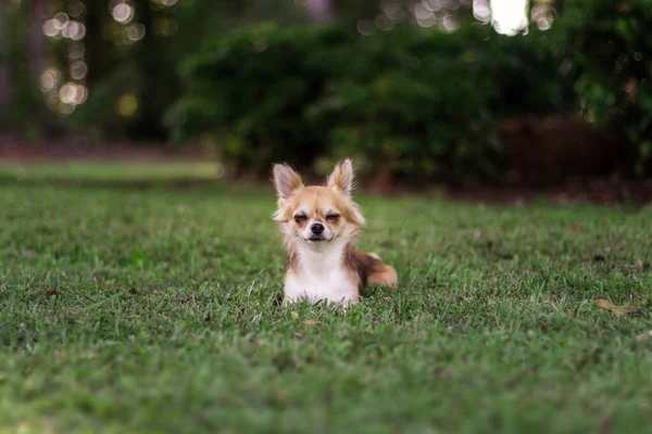 子犬は緑の草の上に座って周りを見回します ブラウンアメリカンチワワは公園でリラックスしています 夏の日は緑の芝生の上に小さな犬が横たわっている — ストック写真