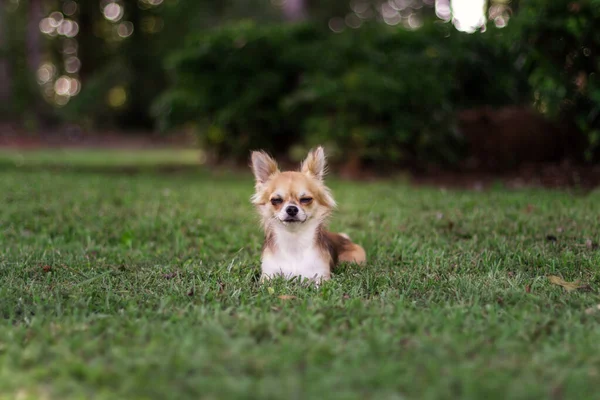 Petit Chiot Assis Sur Herbe Verte Regarde Autour Lui Chihuahua — Photo