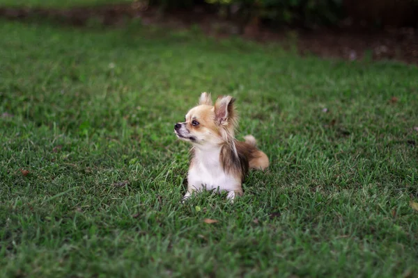 Kiskutya Zöld Füvön Körülnéz Barna Amerikai Chihuahua Parkban Pihen Kis — Stock Fotó