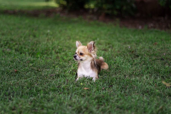 Kiskutya Zöld Füvön Körülnéz Barna Amerikai Chihuahua Parkban Pihen Kis — Stock Fotó