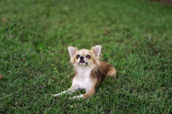 Küçük köpek yavrusu yeşil çimlere oturur ve etrafına bakar. Kahverengi Amerikan chihuahua 'sı parkta dinleniyor. Küçük köpek yaz günü yeşil çimlerde uzanıyor.