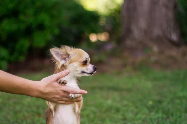 Kleiner Hund Sitzt Auf Der Hand Und Schaut Sich Sommertagen — Stockfoto