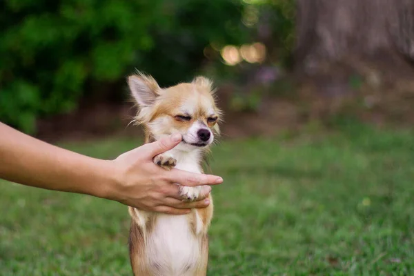 Kleiner Hund Sitzt Auf Der Hand Und Schaut Sich Sommertagen — Stockfoto