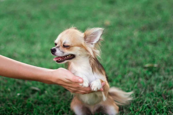 小さな犬が手に座って夏の日に公園を見回しています 小さなアメリカのChihuahua手を保持し かわいい思考の顔を持っています — ストック写真