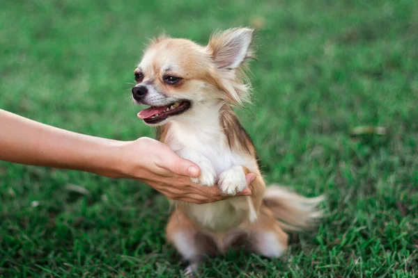 Pequeño Perro Sienta Mano Mira Alrededor Parque Día Verano Pequeño —  Fotos de Stock