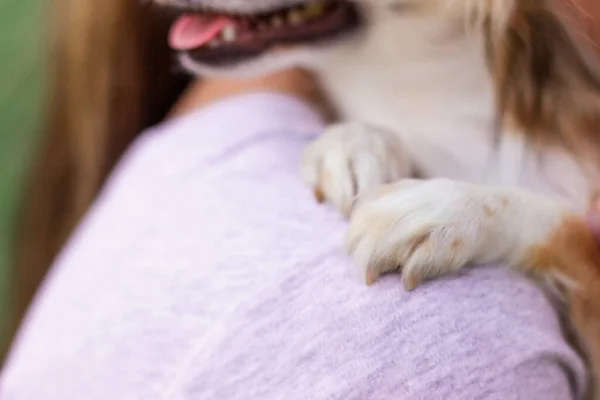 Cão Pequeno Senta Ombro Das Meninas Coloca Patas Ombro Menina — Fotografia de Stock