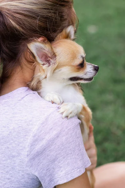 Küçük bir köpek kızların omzuna oturur ve pençelerini omzuna koyar. Uzun sarı saçlı kız küçük bir chihuahua 'nın omzunda