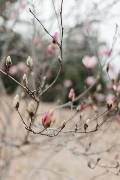 Rosa Magnolienblüten Blühen Aus Nächster Nähe Schöne Zarte Rosa Blumen — Stockfoto