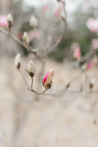 Fiori Magnolia Rosa Sbocciano Vicino Bellissimi Fiori Rosa Delicati Fioriscono — Foto Stock